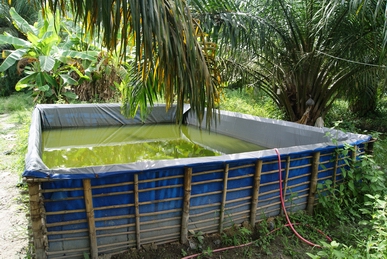 cara ternak ayam potong yang sukses