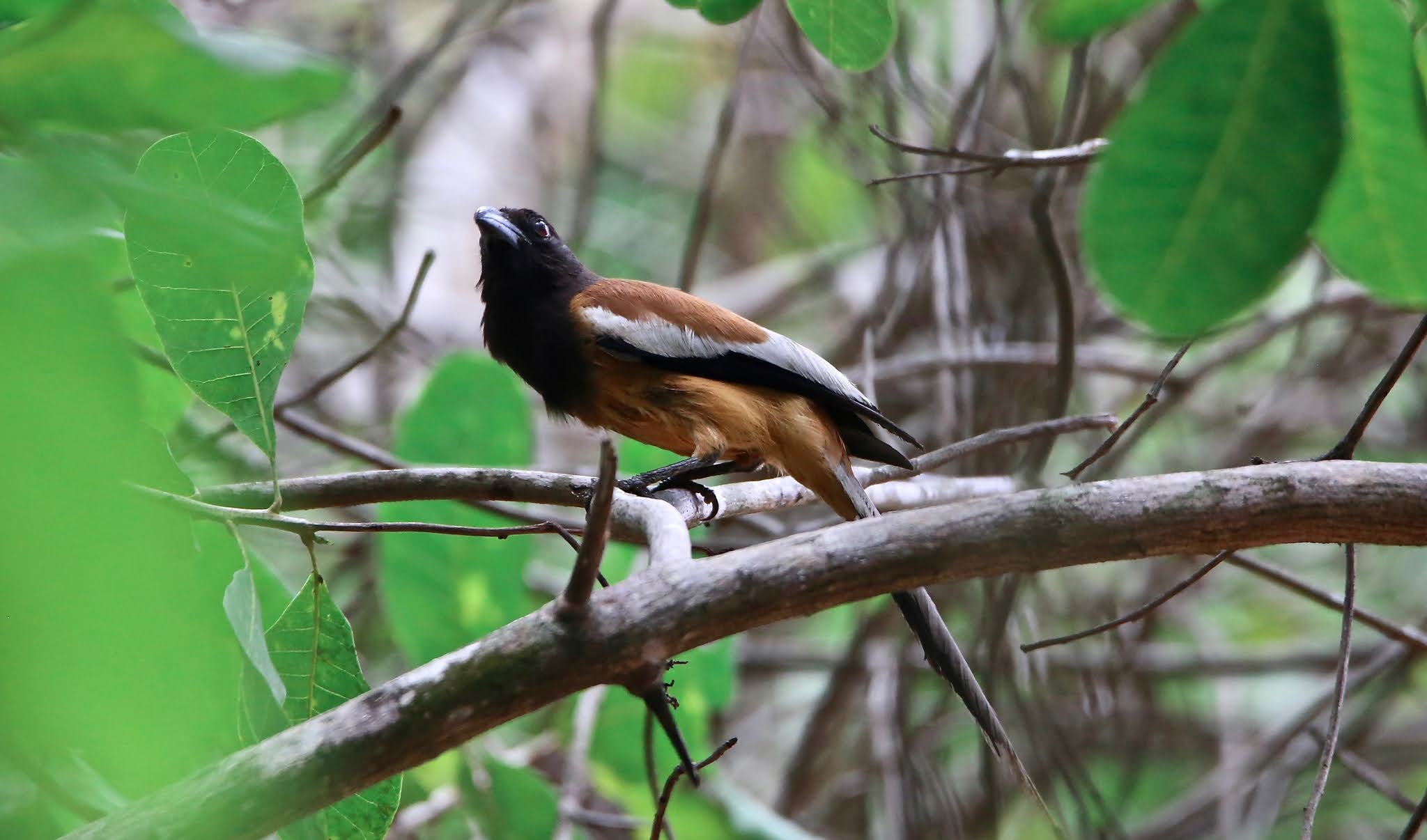 Rufous Treepie bird, India, high resolution free