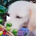 Que tal el perrito ?