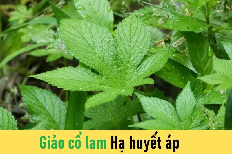 Giảo cổ lam có tác dụng làm hạ huyết áp