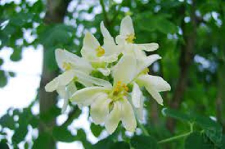 Amazing Benefits of moringa flowers