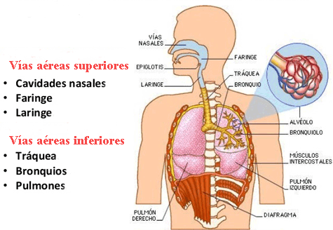 Sistema respiratorio