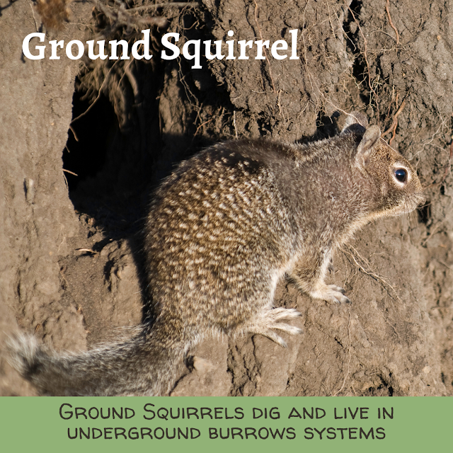 Ground Squirrel by Hole