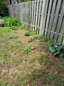 New Backyard Perennial Garden Installation Before in Toronto's The Junction by Paul Jung Gardening Services--a Toronto Gardening Company
