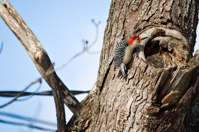 Ohio Red-Bellied Woodpecker in February