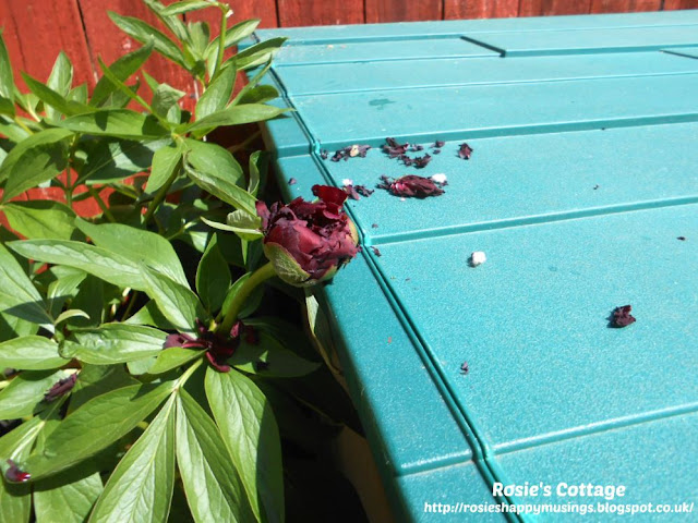 Our beautiful peonies attacked