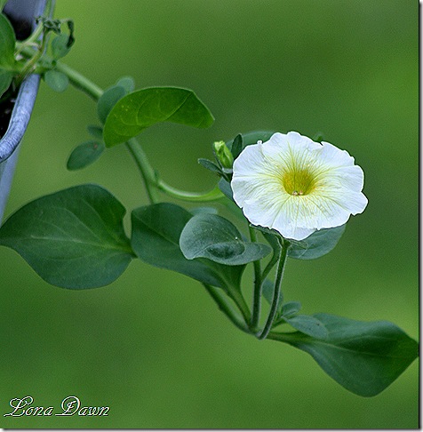 Petunia_Dolcissima_Liomcello