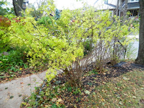 Toronto Beach Hill Fall Garden Cleanup Before by Paul Jung Gardening Services--a Toronto Gardening Company