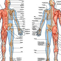 Jam Kerja Biologi Organ Tubuh Manusia