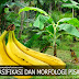 Klasifikasi Dan Morfologi Pisang (Musa Parasidica)