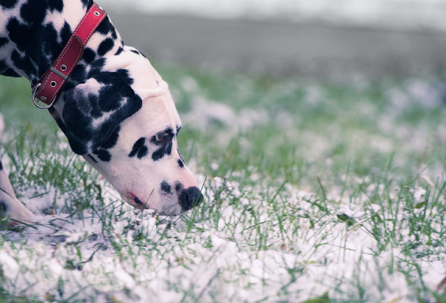 Five fun things to do to make your dog happy today. No 1: Go on snifair. This Dalmatian dog is enjoying a sniffari on the frosty grass