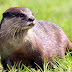 Otter