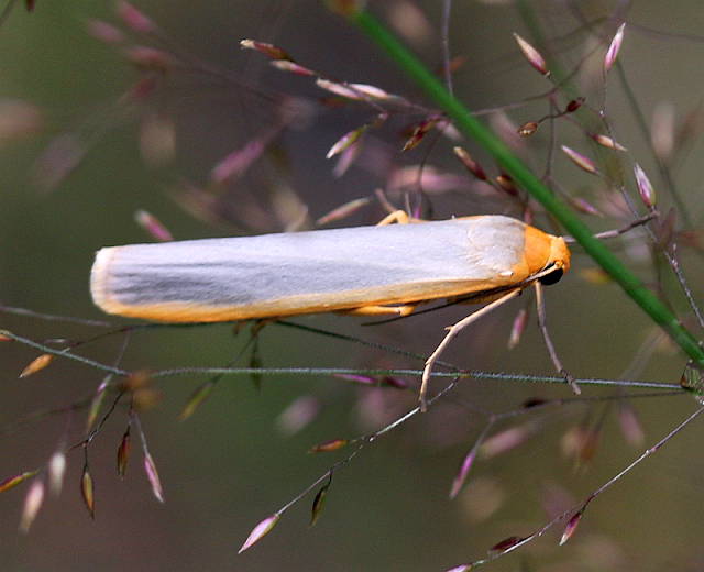 Gelbleib-Flechtenbärchen, Eilema complana