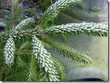 frost on the christmas tree