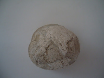 Fossil Tortoise/Turtle egg