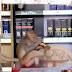 बेवड़ा बंदर! देखिए कैसे ठेके में बैठकर गटकने लगा शराब, देखे वीडियो वायरल