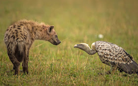 Masai Mara National Park Wild Animals - Hyena Vs Vulture