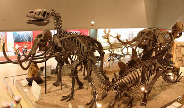 The Mongol Dinosaur Exhibition at Osaka Museum of Natural History