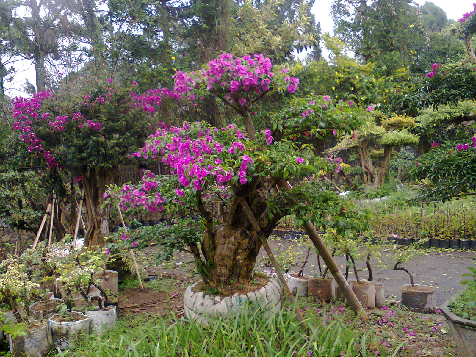 MENGENAL HAMA TANAMAN Bonsai bougenville bunga  ungu 