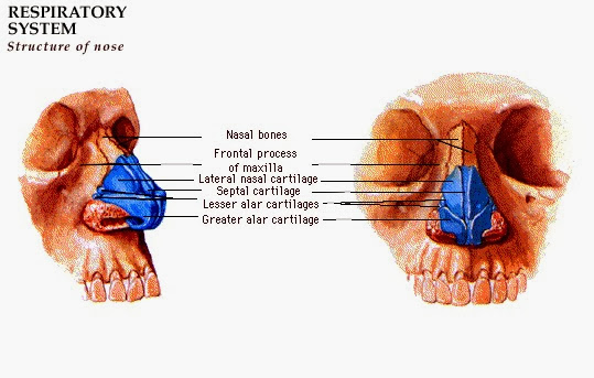 ASUHAN KEPERAWATAN LENGKAP: ANATOMI HIDUNG