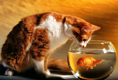 Gato esperando la oportunidad para comerse al pez - Cat and fish