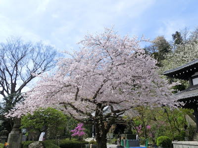  長谷寺の桜