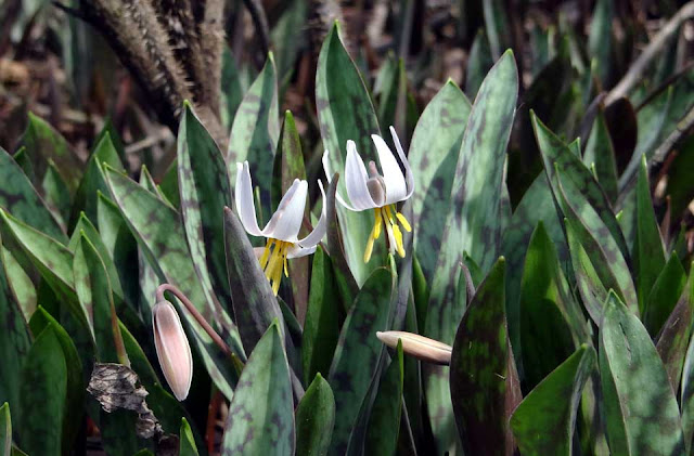 Trout Lily - (Erythronium americanum).  The leaves look like speckled trout, hence the name.  Nodding flowers that form seed pods that will expand the area of this plant quickly in the right conditions.