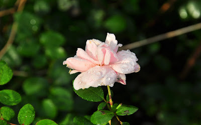 Rosas de colores  para el Día de las Madres I (10 fotos)