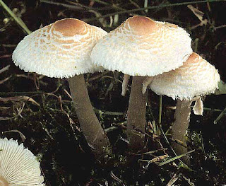 Lepiota cristata - Lepiota cristata