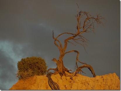 MH Mungo 081