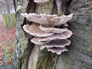 Oyster Mushroom (Pleurotus ostreatus)