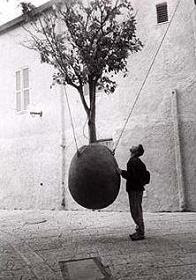 A Tree Grows in Jaffa, Israel