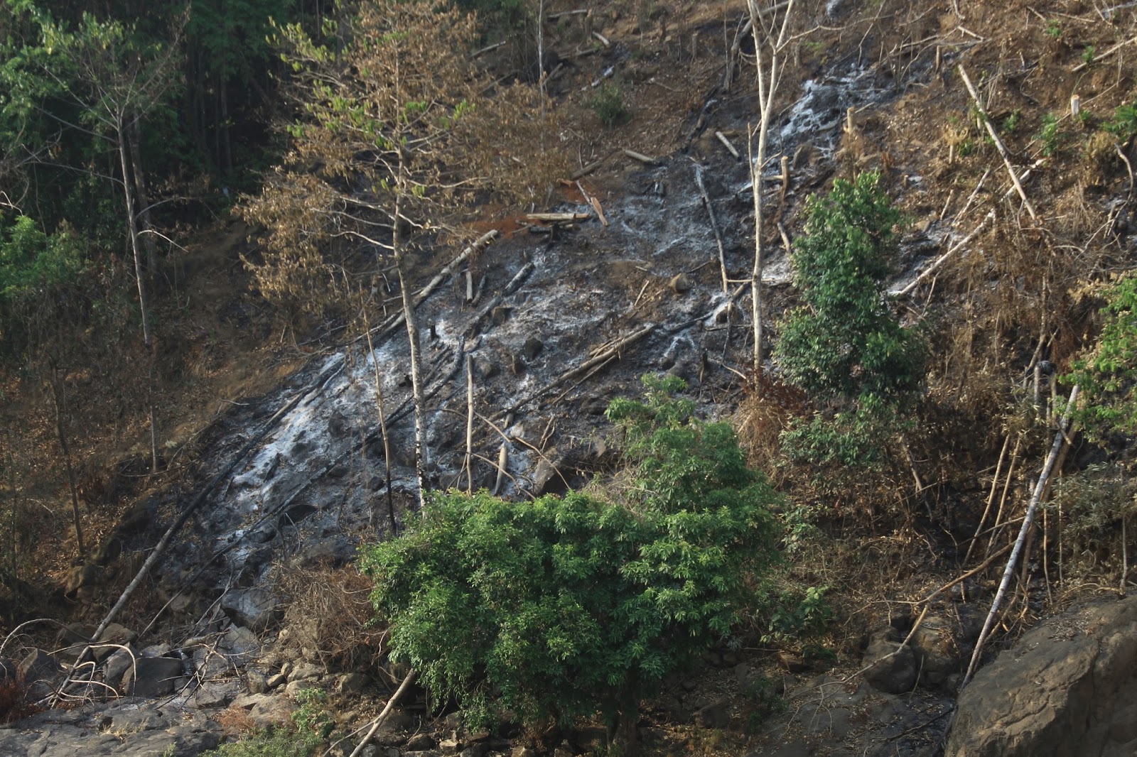 Hutan Adalah Rumah  Besar Bagi  Manusia Hewan  dan  Tumbuhan 