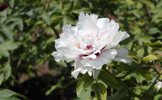 Peony Flowers Pictures