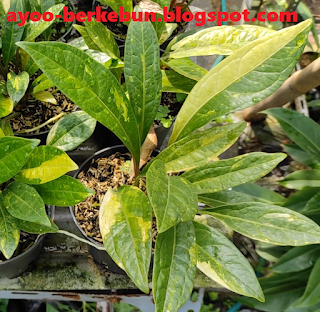 anthurium variegata