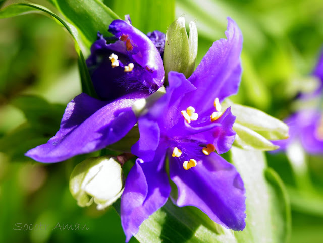 Tradescantia virginiana