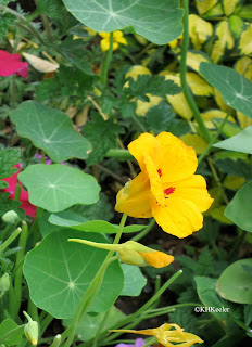 nasturtium, Trapaeolum majus