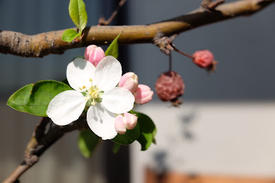 Blossom on the apple tree on our verandah.