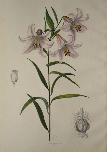 Лилия японская (Lilium japonicum)