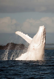 Migaloo, the only known all-white humpback whale