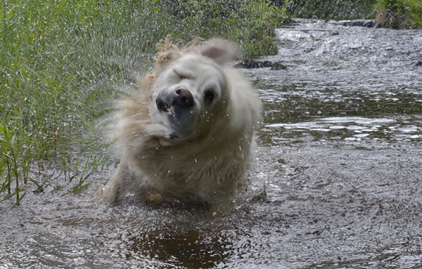 golden retriever