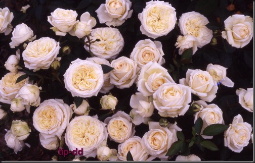 bridal-rose-2