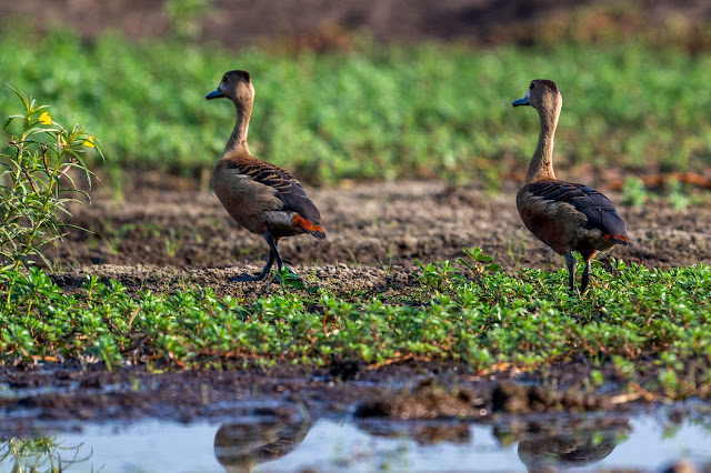 An Bui 2024 Dong Thap - Indian spot-billed duck (Vịt trời, Vịt mỏ đốm)