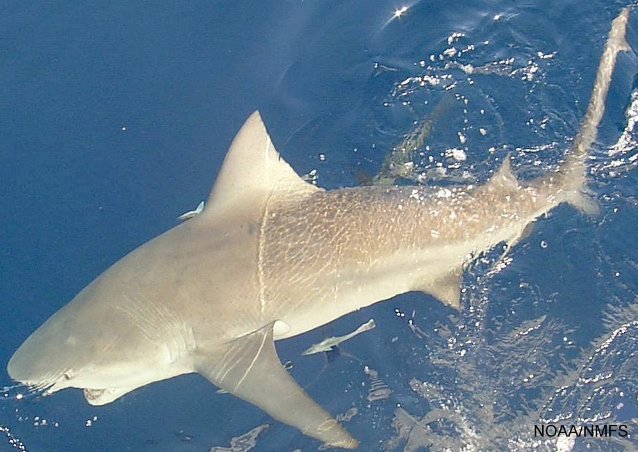 8 Separate Florida Shark Attacks In Under 2 Weeks