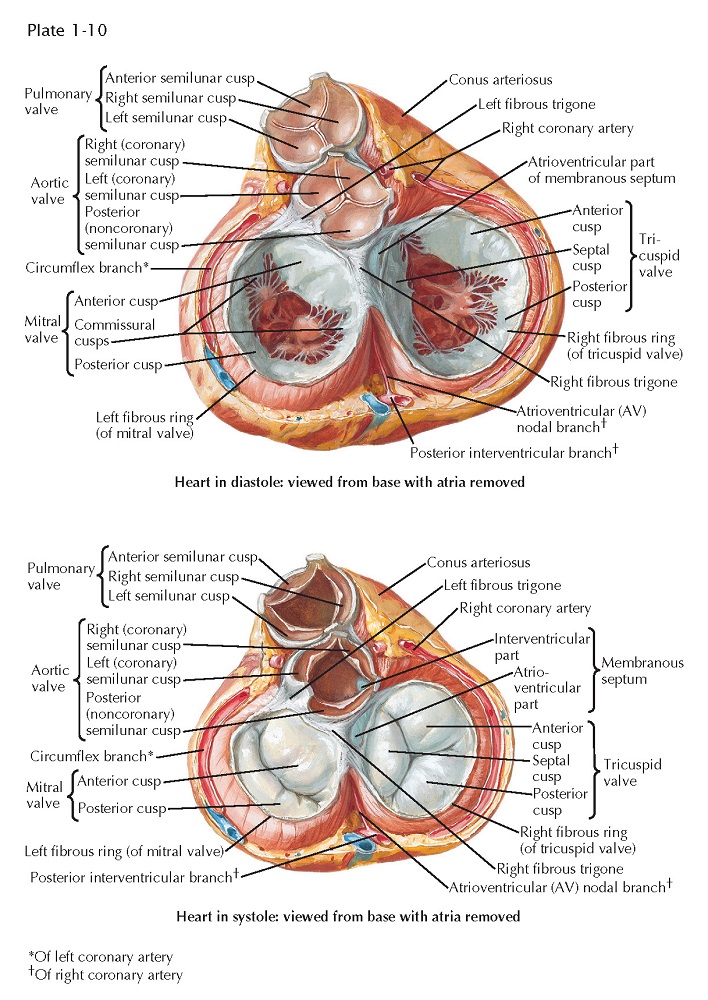 CARDIAC VALVES OPEN AND CLOSED