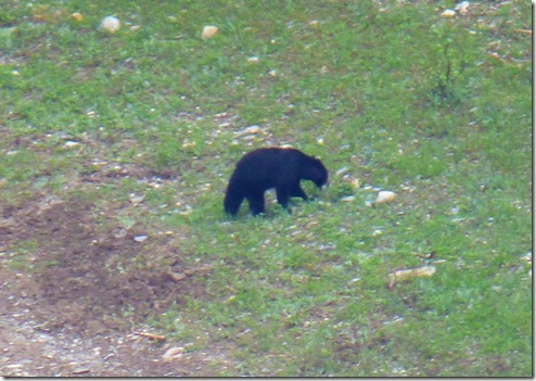 Emerald Lake, Yoho National Park, Giant Bear 3