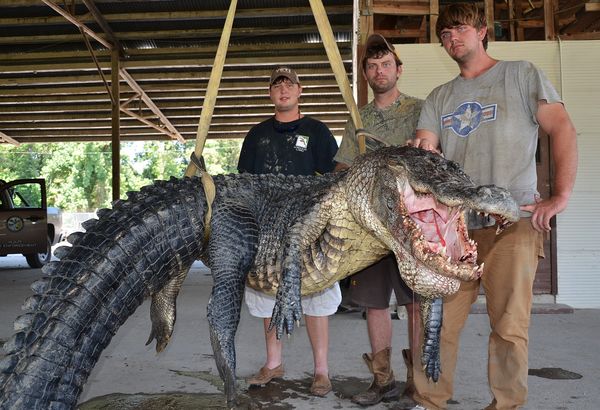 These Men Caught The Biggest Alligator In The World; But They Were Shocked After Seeing What Is Inside The Stomach Of IT!