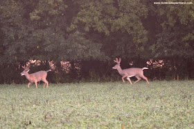 Detecting human scent, bucks flee!