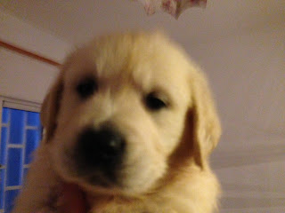 Golden Retriever puppies