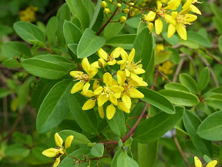 Galphimie glauque - Reseda - Galphimia glauca